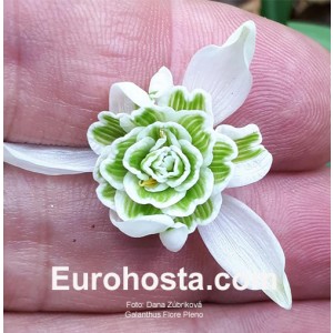 galanthus flore pleno