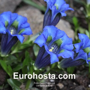 Gentiana acaulis