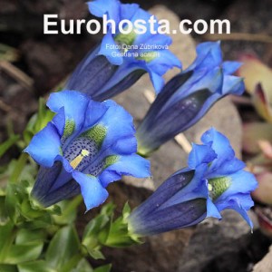 Gentiana acaulis