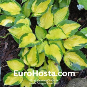 Hosta Georgia Sweetheart - Eurohosta