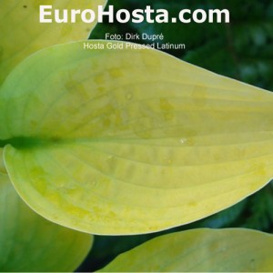 Hosta Gold Pressed Latinum