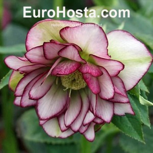 Helleborus Double Ellen Picotee Shades