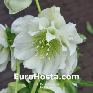 Helleborus MIX