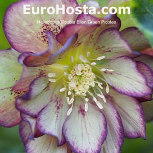 Helleborus Double Ellen Green Picotee 