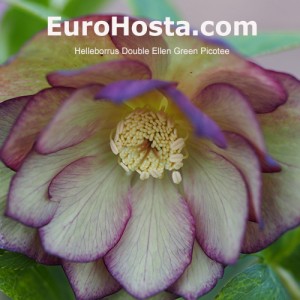 Helleborus Double Ellen Green Picotee 