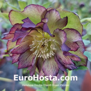 Helleborus Double Ellen Green Picotee 