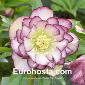 Helleborus Double Ellen Picotee Shades