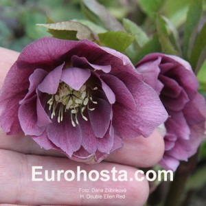 Helleborus orientalis Double Ellen Red Shades