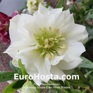 Helleborus Double Ellen White Shades