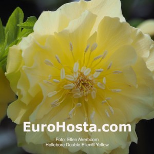 Helleborus orientalis Double Ellen Yellow