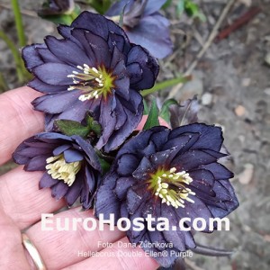 Helleborus Double Ellen Purple