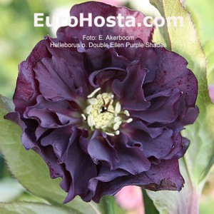 Helleborus Double Ellen Purple Shades