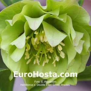 Helleborus Double Ellen Green Shades