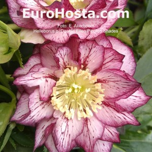 Helleborus Double Ellen Picotee Shades