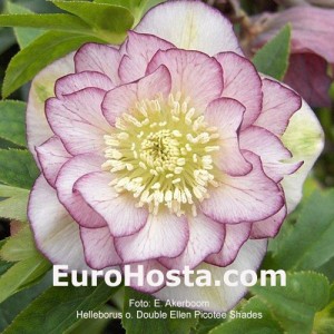 Helleborus Double Ellen Picotee Shades