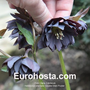 Helleborus Double Ellen Purple Shades