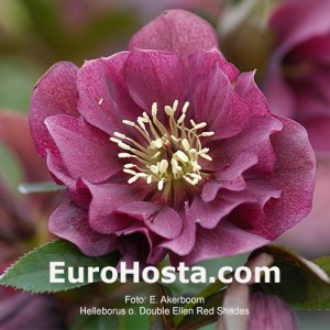 Helleborus orientalis Double Ellen Red Shades