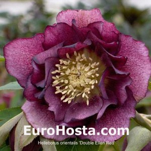 Helleborus orientalis Double Ellen Red Shades