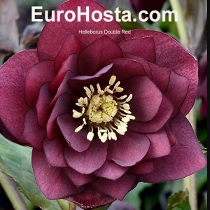 Helleborus orientalis Double Ellen Red Shades