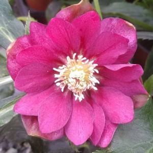 Helleborus orientalis Double Ellen Red Shades