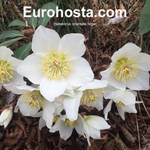 Helleborus orientalis Niger