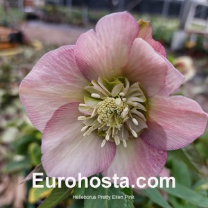 Helleborus Pretty Ellen Pink