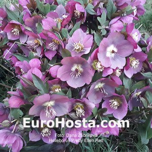 Helleborus Pretty Ellen Red