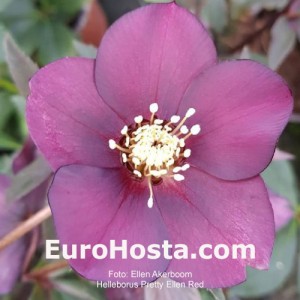 Helleborus Pretty Ellen Red