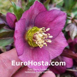 Helleborus Pretty Ellen Red