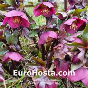 Helleborus Pretty Ellen Red