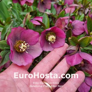 Helleborus Pretty Ellen Red