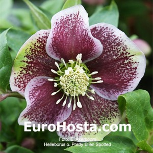 Helleborus Pretty Ellen Spotted