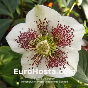 Helleborus Pretty Ellen White Spotted