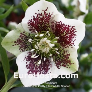 Helleborus Pretty Ellen White Spotted