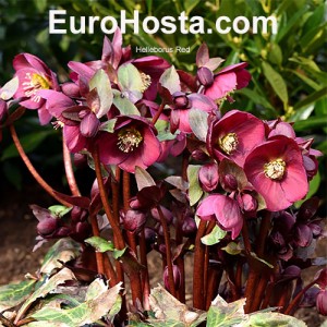 Helleborus Pretty Ellen Red