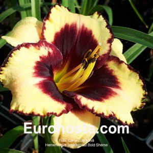 Hemerocallis Spacecoast Bold Scheme