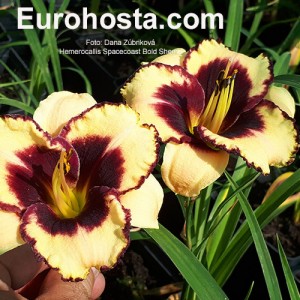 Hemerocallis Spacecoast Bold Scheme