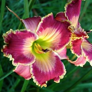 Hemerocallis Moonlight Sail