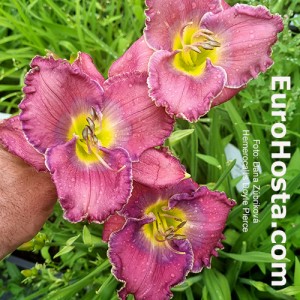 Hemerocallis Doyle Pierce
