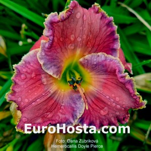 Hemerocallis Doyle Pierce