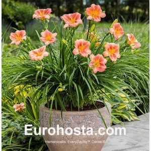 Hemerocallis EveryDaylily™ Cerise®