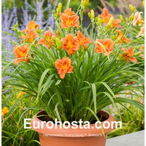 Hemerocallis EveryDaylily™ Orange®