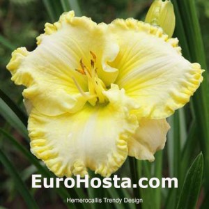 hemerocallis Trendy Design