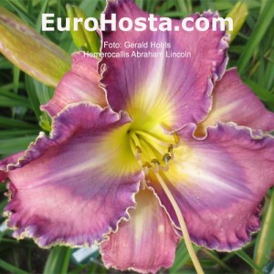 Hemerocallis Abraham Lincoln