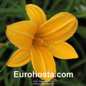 Hemerocallis Abrantes - Eurohosta