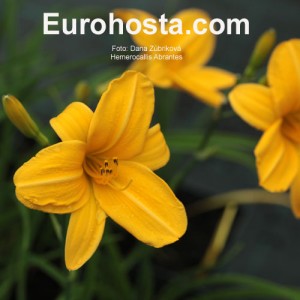 Hemerocallis Abrantes - Eurohosta