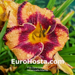 Hemerocallis Adamas