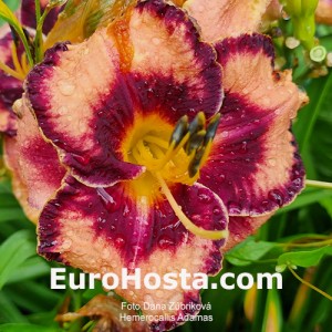 Hemerocallis Adamas