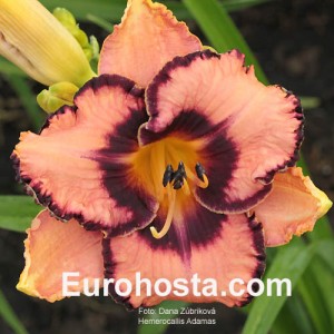 Hemerocallis Adamas