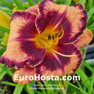 Hemerocallis Adamas